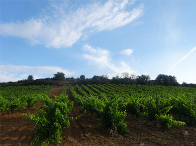 Domaine